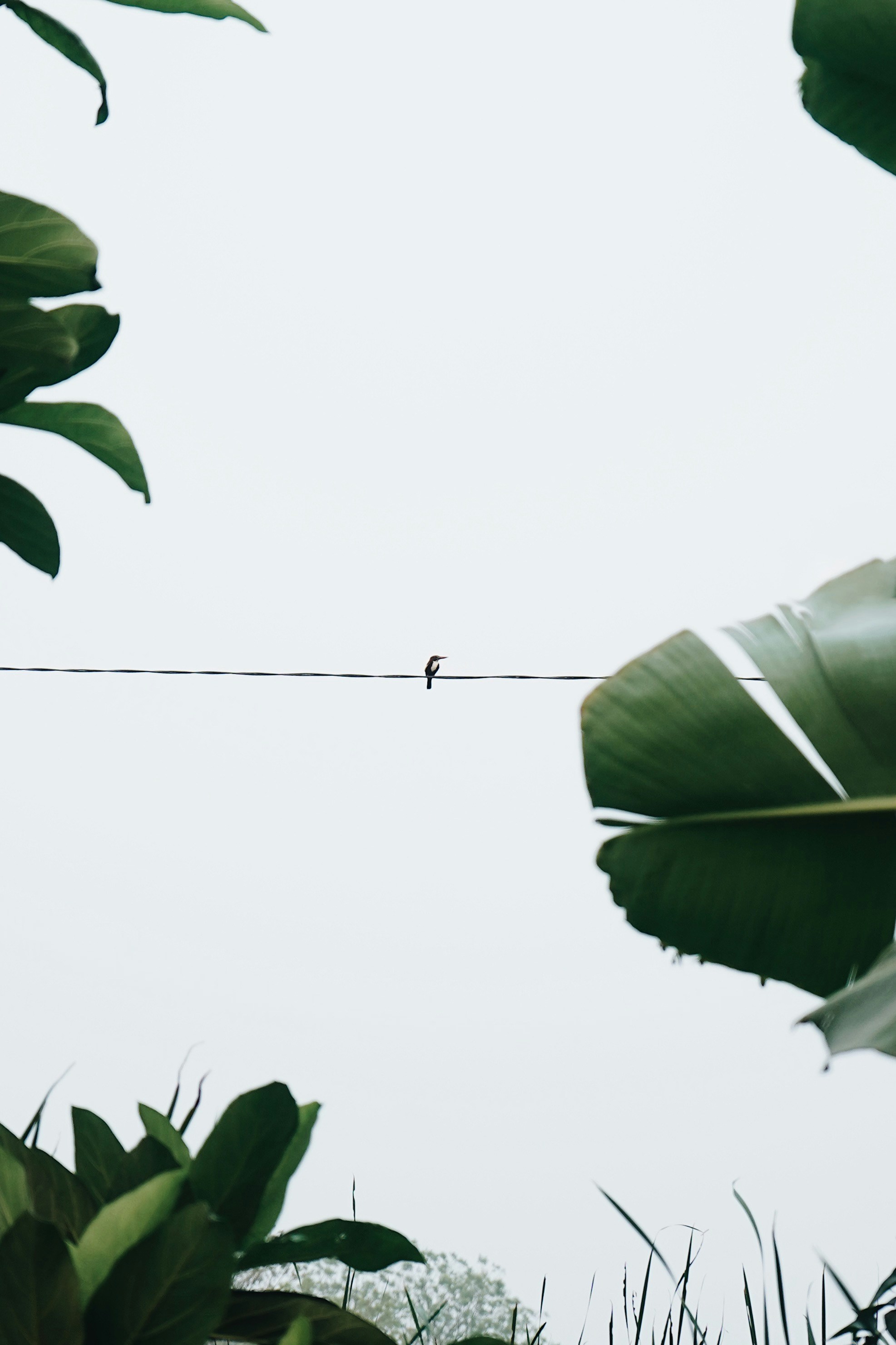 a small bird sitting on a wire between two large leaves