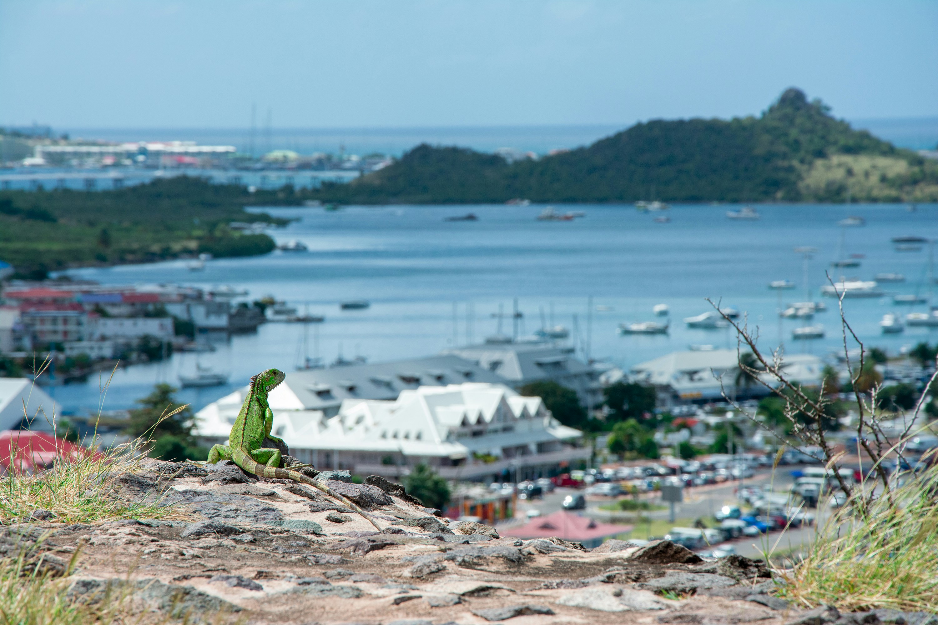 a lizard sitting on a rock overlooking a harbor