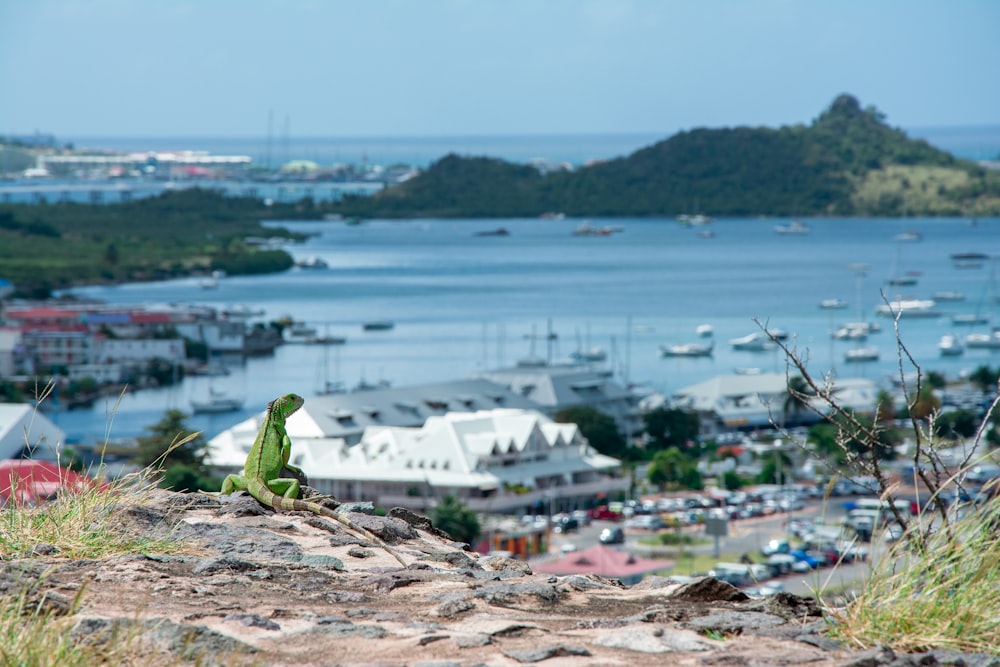 a lizard sitting on a rock overlooking a harbor