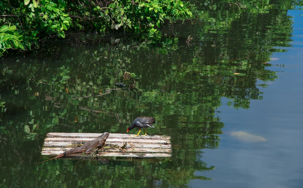 a bird standing on a piece of wood in the water
