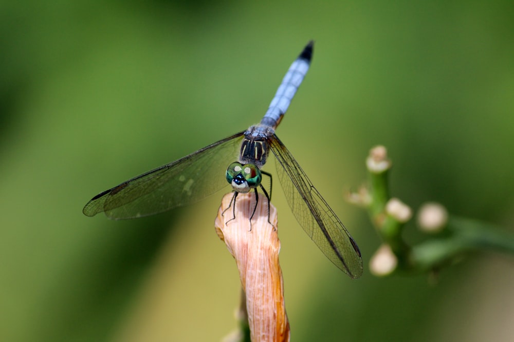a blue dragonfly sitting on top of a flower