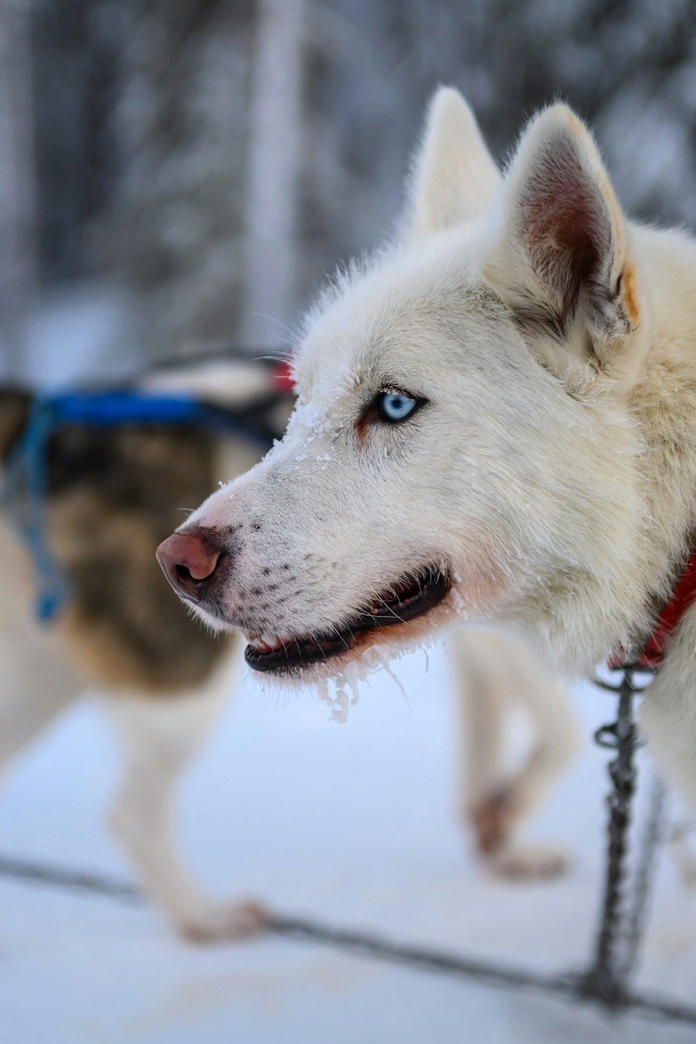 a white dog with blue eyes is walking in the snow