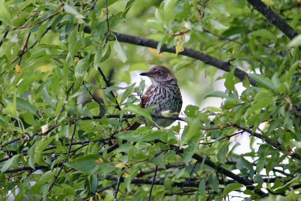 a small bird perched on a branch of a tree