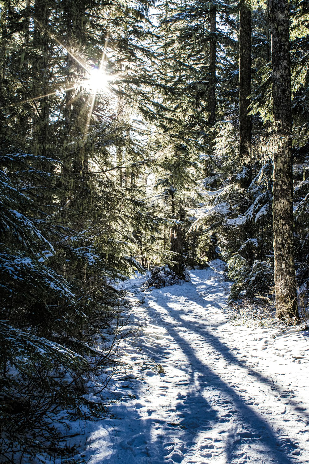 a snow covered path in the middle of a forest