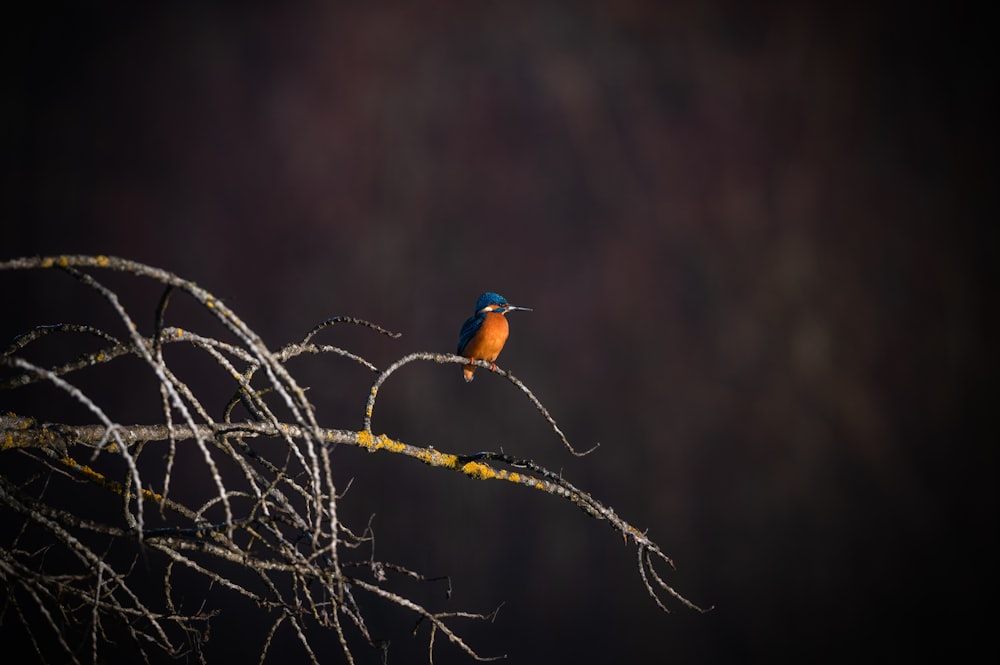 a small bird sitting on top of a tree branch