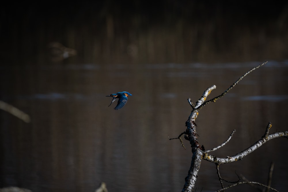 a small blue bird flying over a tree branch