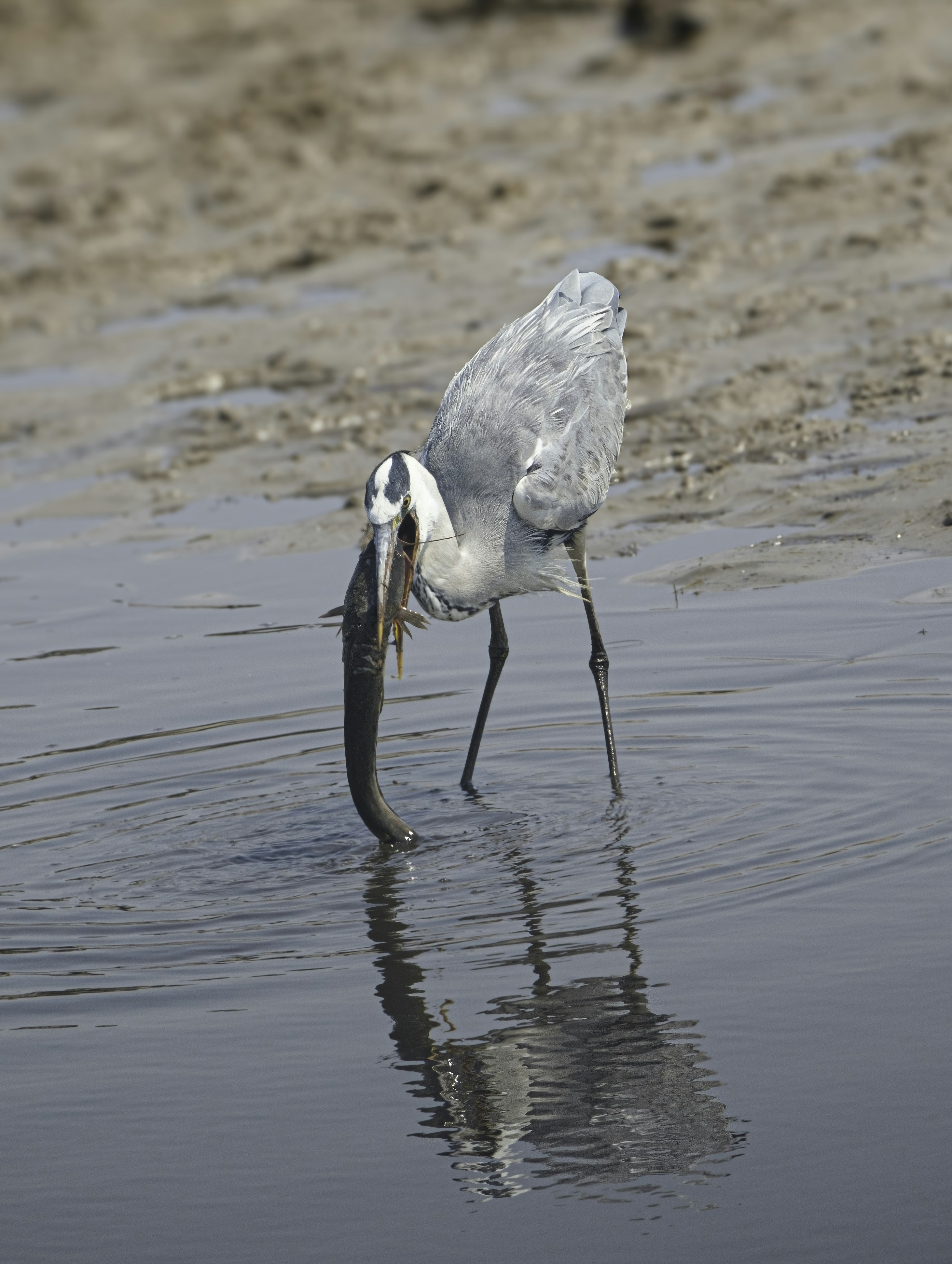 Photo by moustachew7