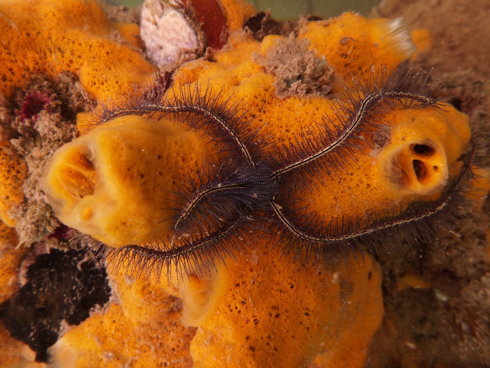 a close up of a sea anemone on a coral