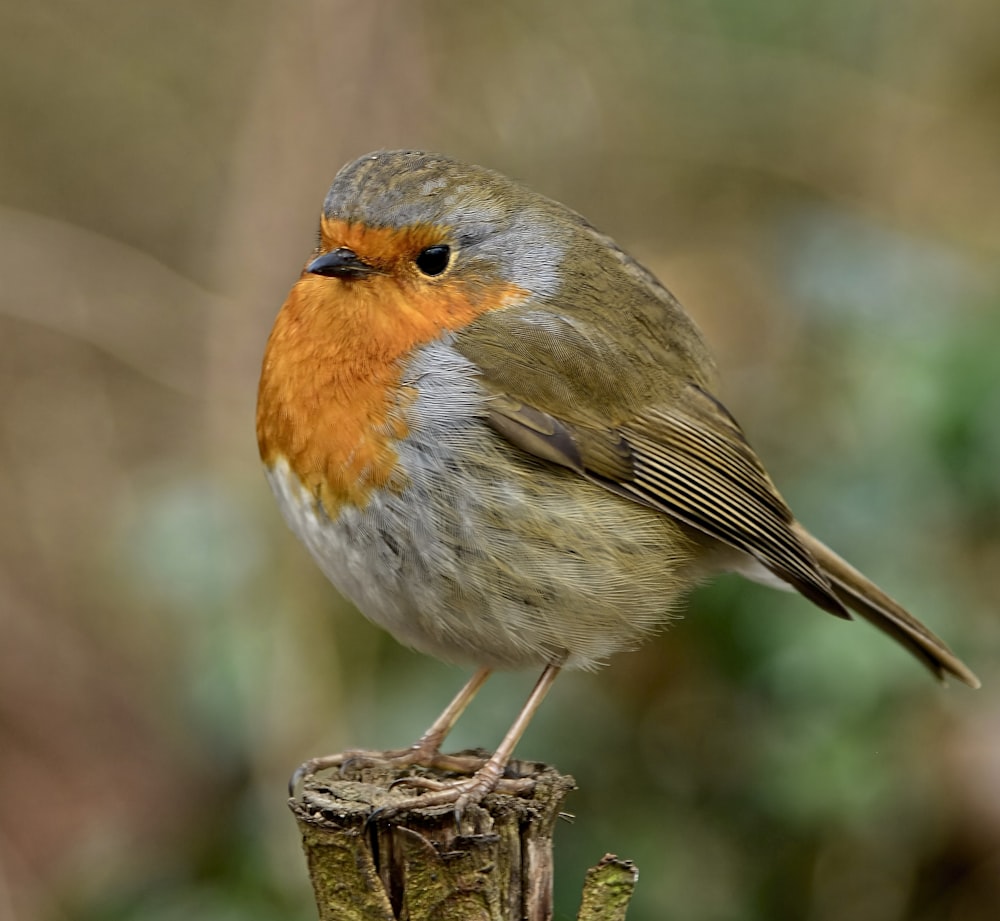 a small bird sitting on top of a wooden post