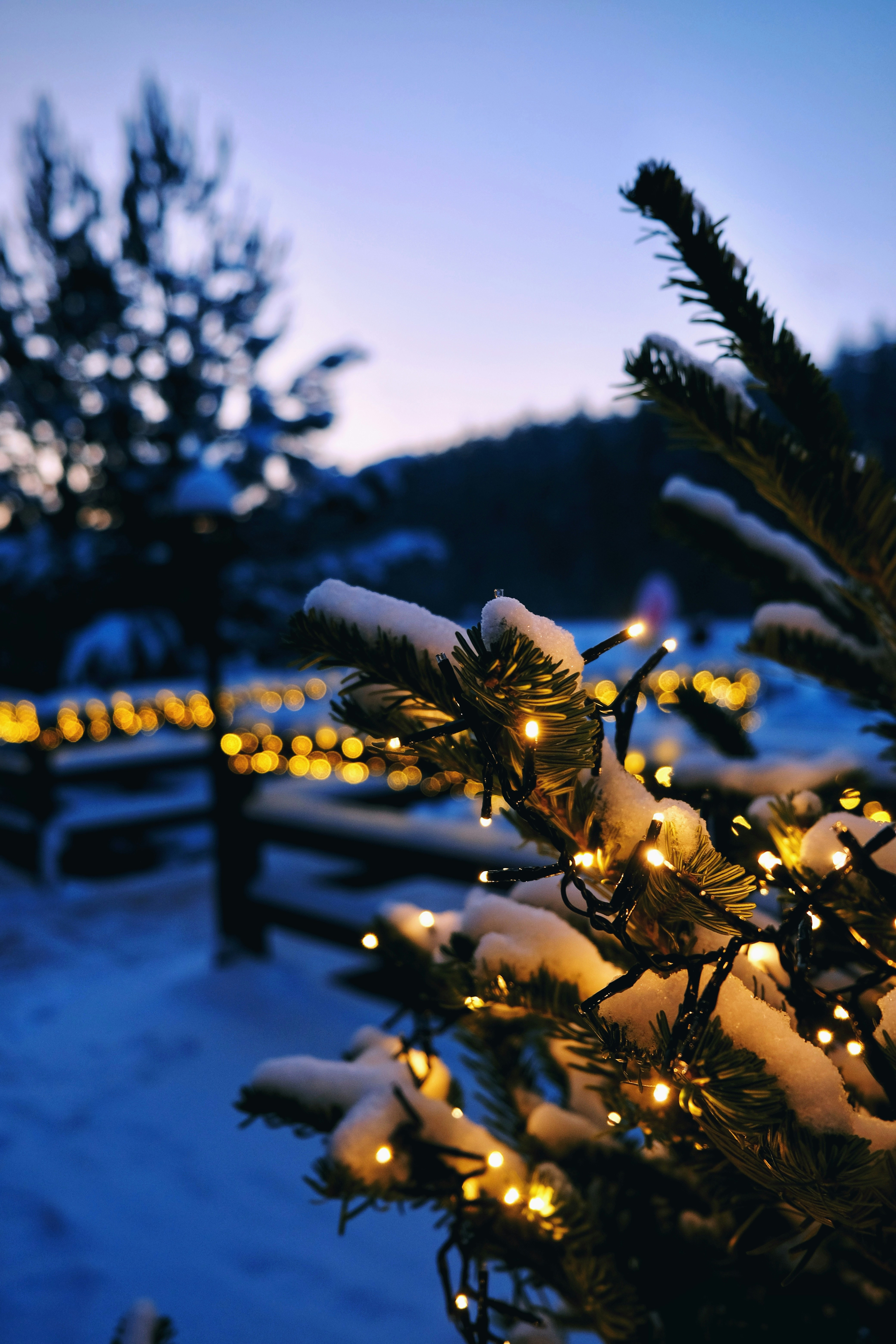 Christmas Tree Snow Pictures | Download Free Images on Unsplash, image size:3000x4500