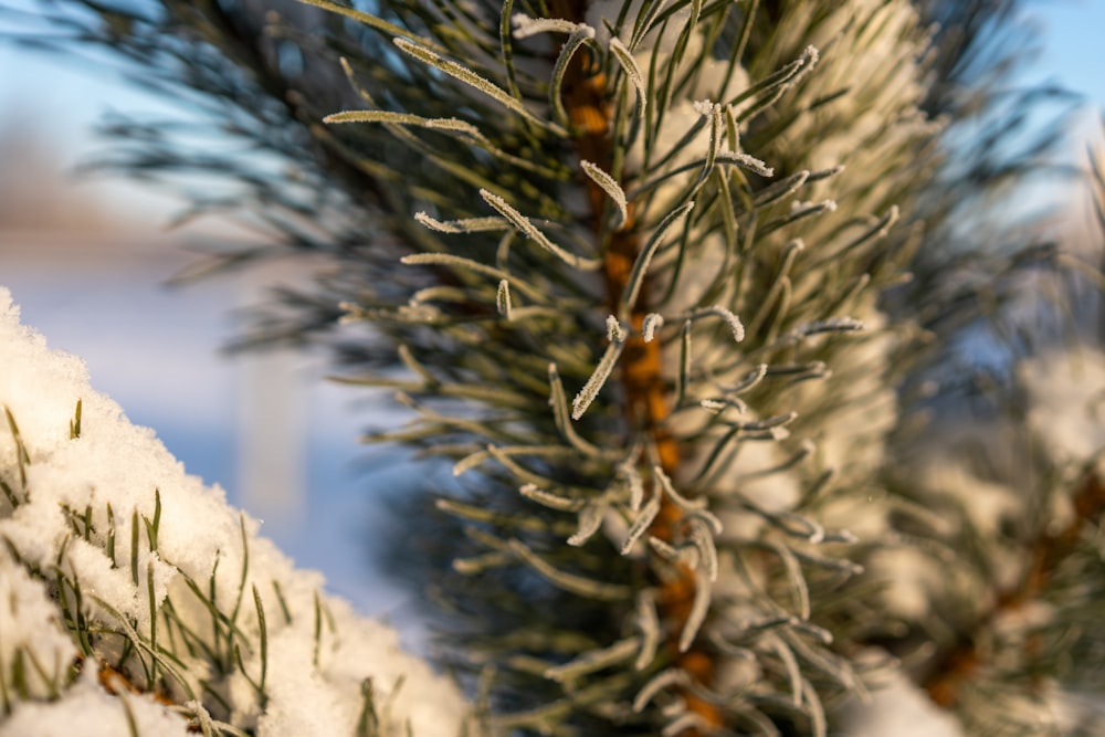 a branch of a pine covered in snow