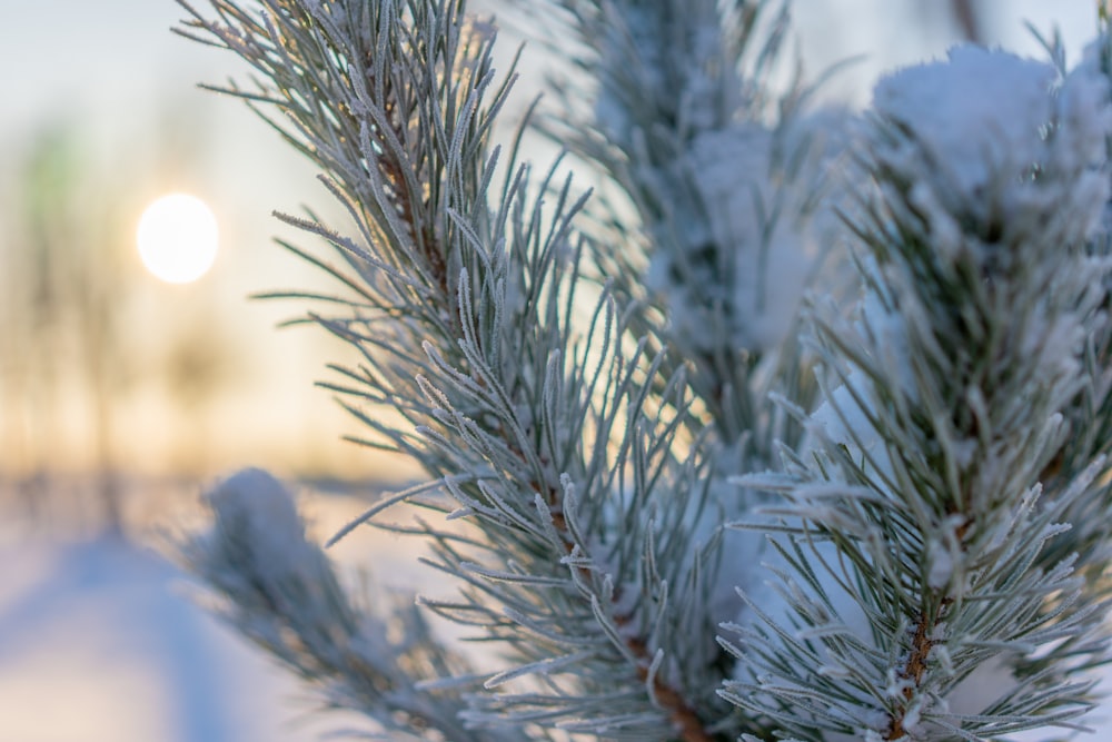 a close up of a pine tree with snow on it