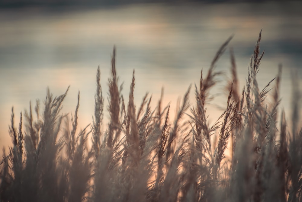 a blurry photo of some tall grass near a body of water