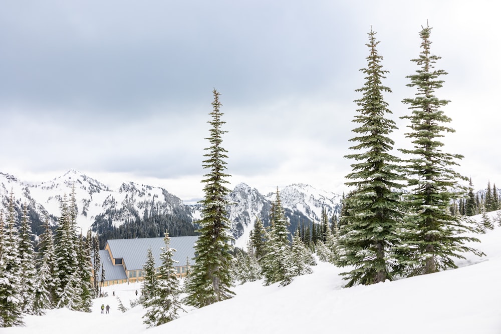 a snow covered mountain with pine trees in the foreground