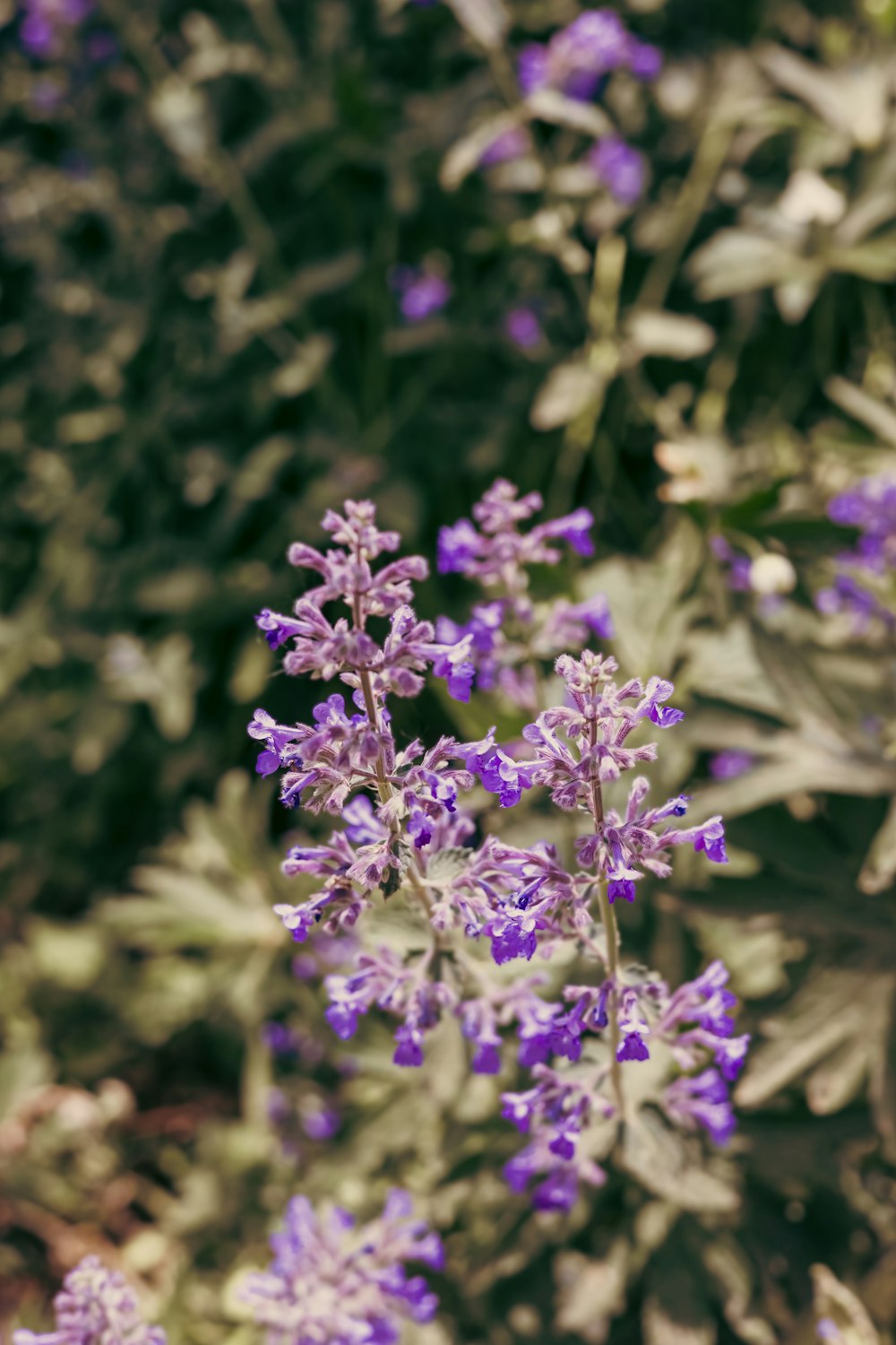 a bunch of purple flowers in a field