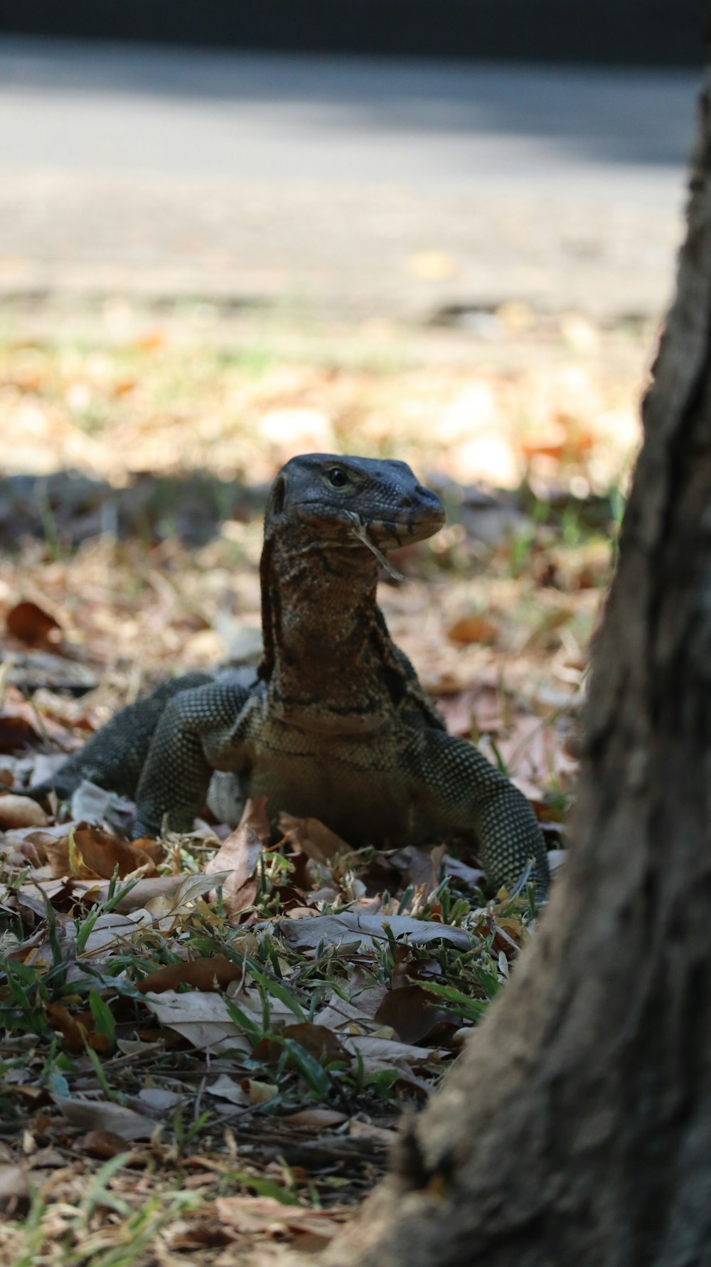 a small lizard sitting in the grass next to a tree