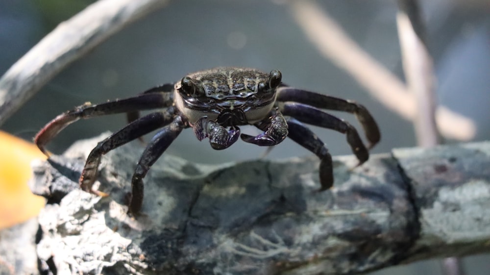 une grande araignée assise au sommet d’une branche d’arbre