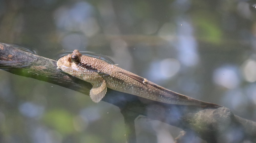 a lizard sitting on top of a tree branch