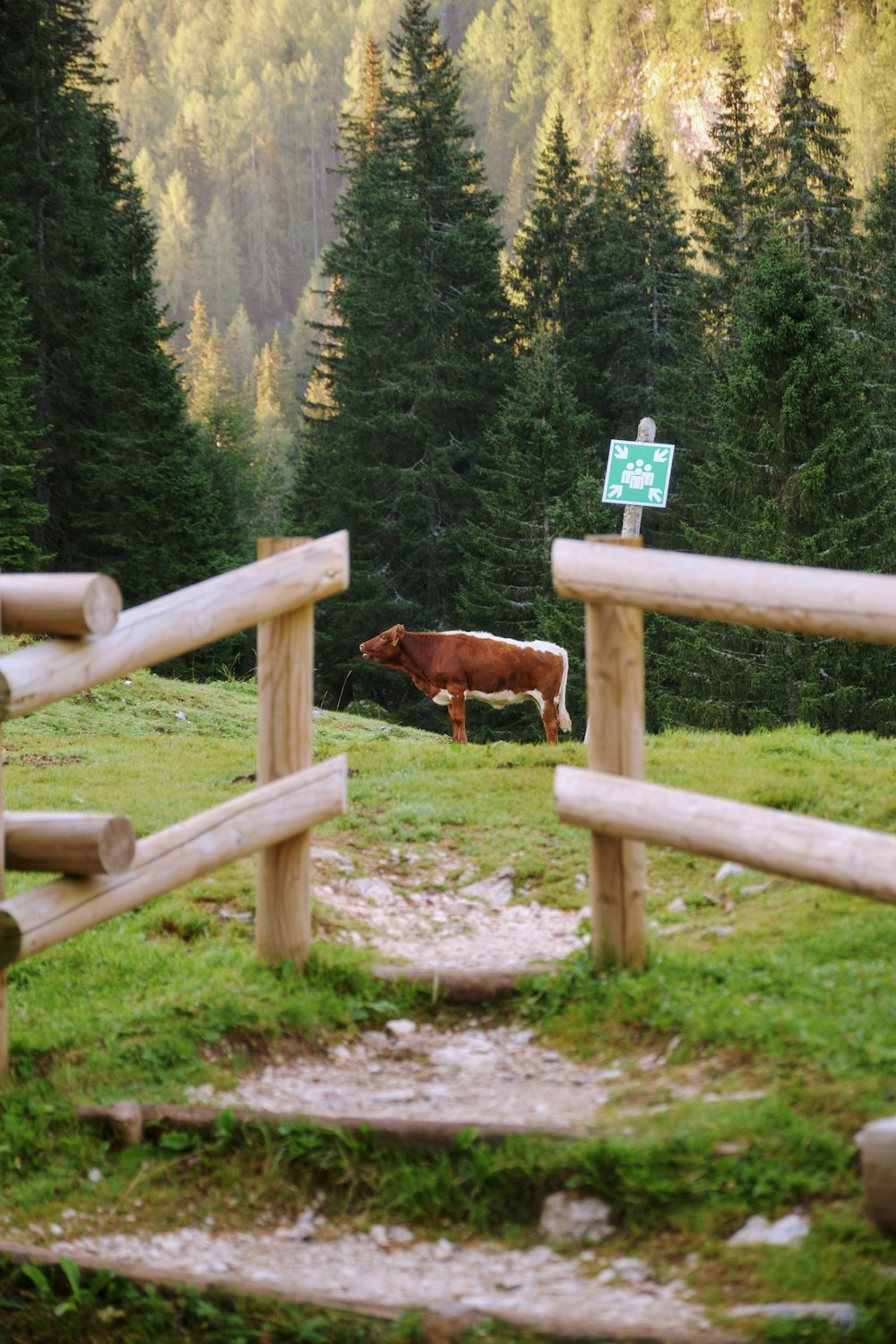 a brown cow standing on top of a lush green hillside