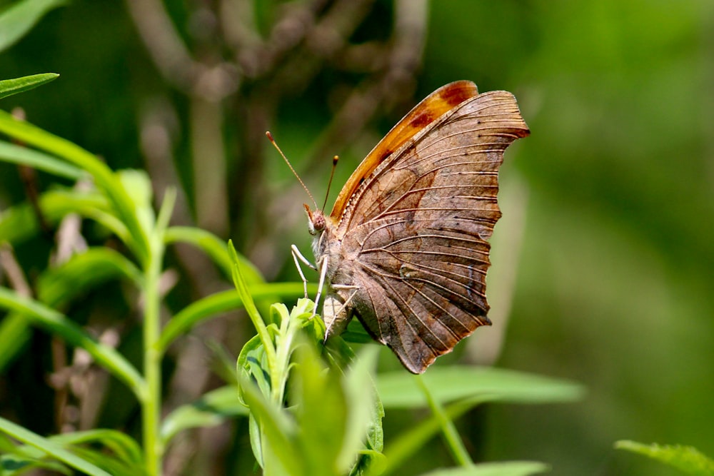 a brown butterfly sitting on top of a green plant