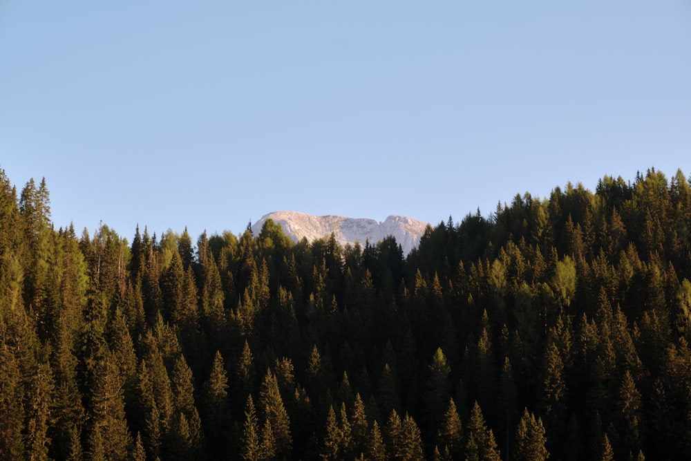 a forest with a mountain in the background