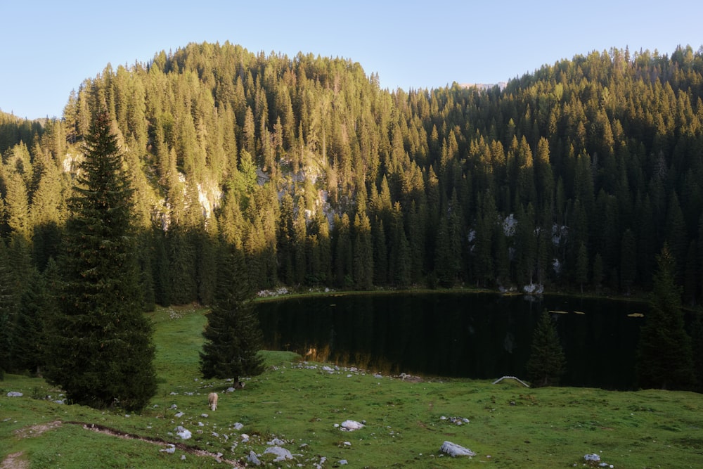 a lake in the middle of a forest