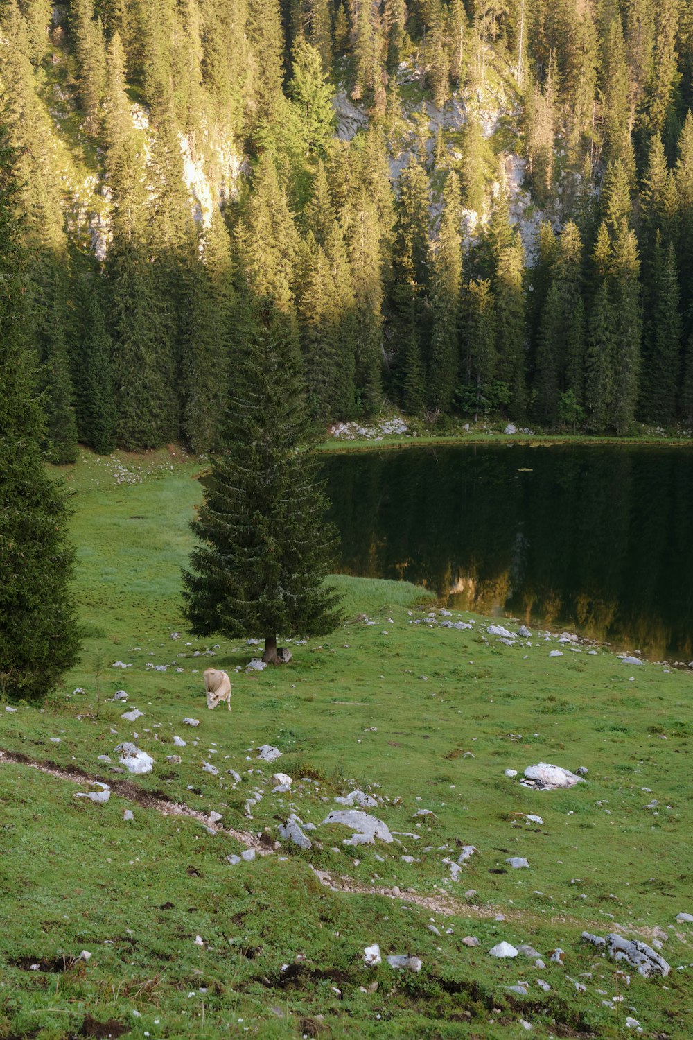 a cow standing on a lush green hillside next to a lake