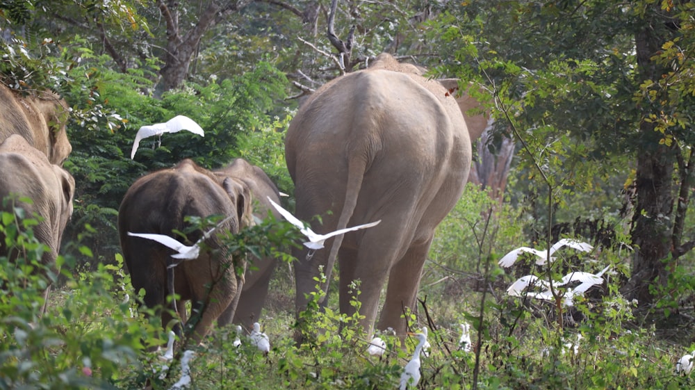 a herd of elephants walking through a lush green forest