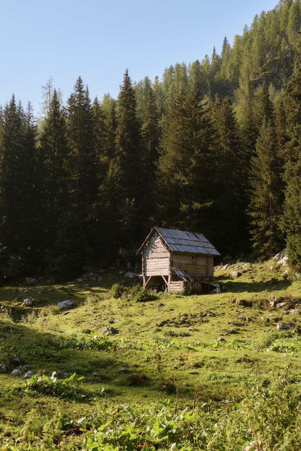 a small cabin in the middle of a forest