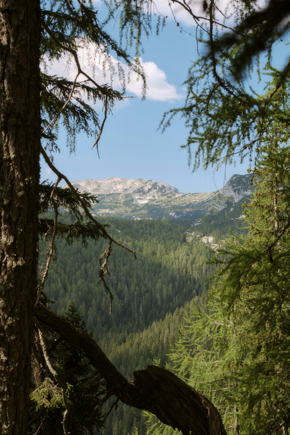 a view of a mountain range through the trees