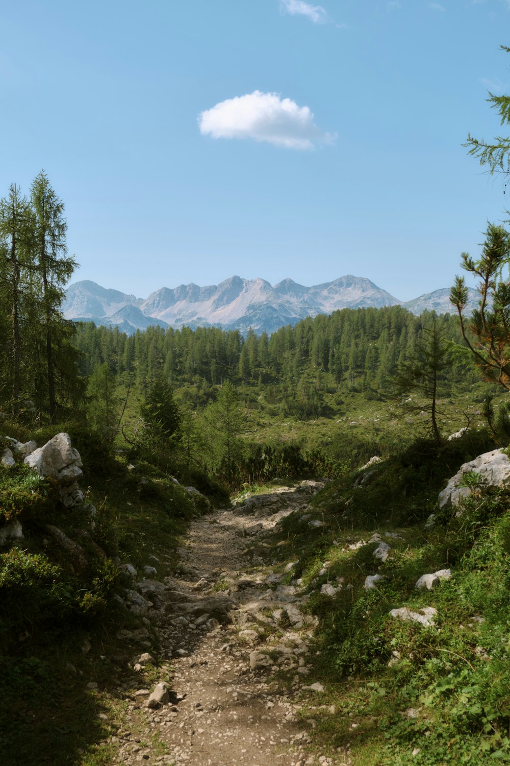 a dirt path in the middle of a forest