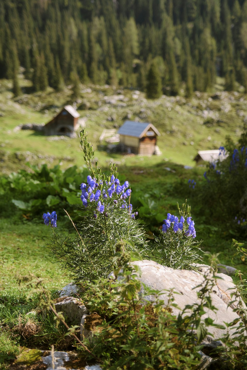 a field with a bunch of blue flowers in it