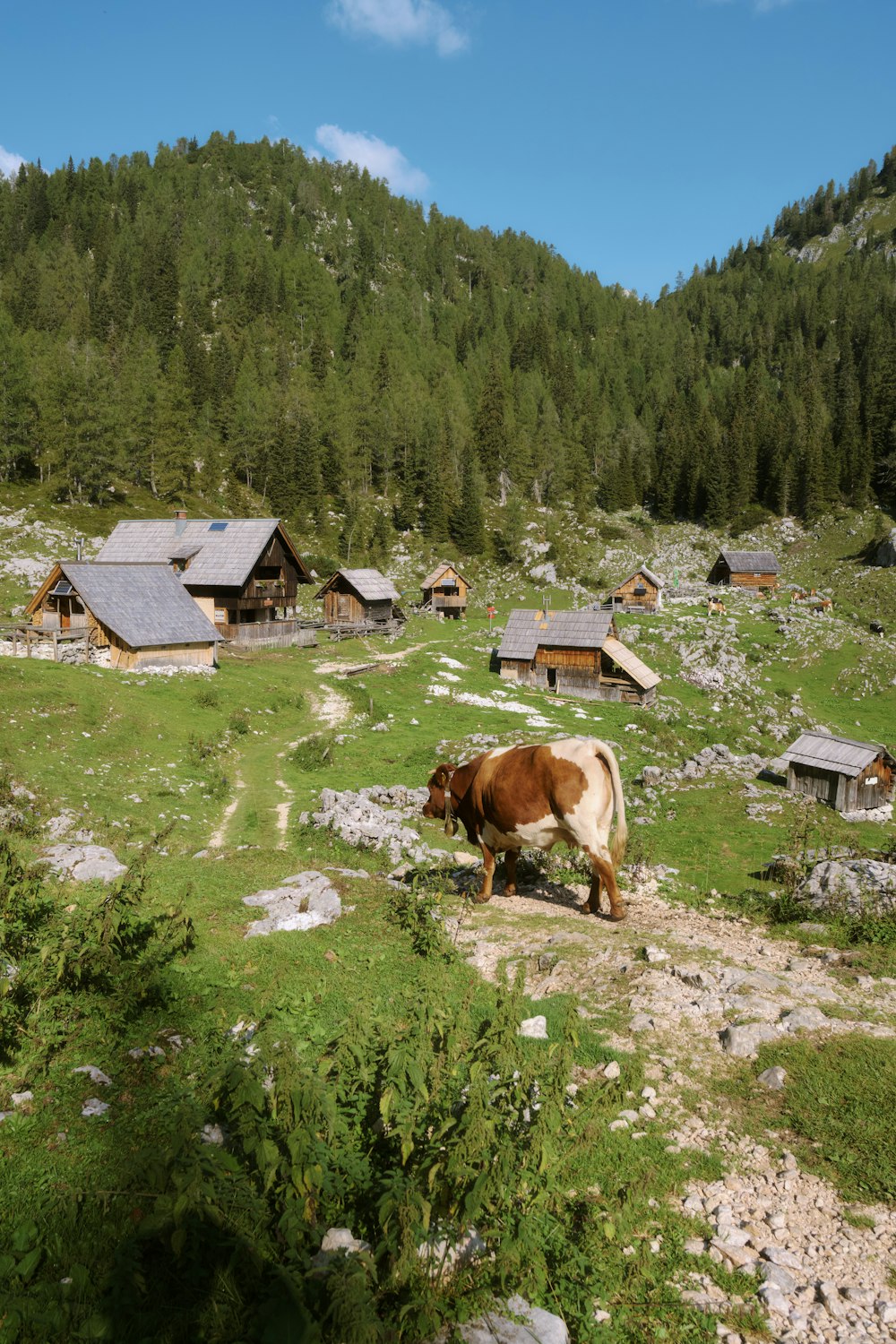 a brown and white cow standing on top of a lush green field