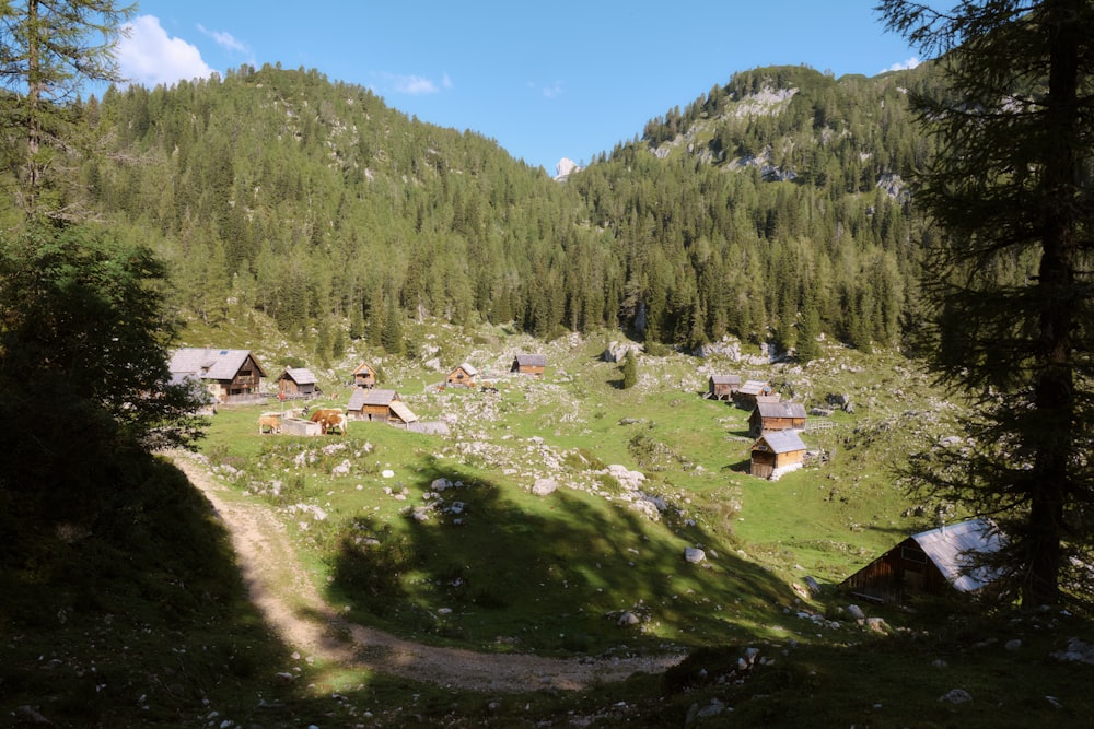 a small village in the middle of a forest