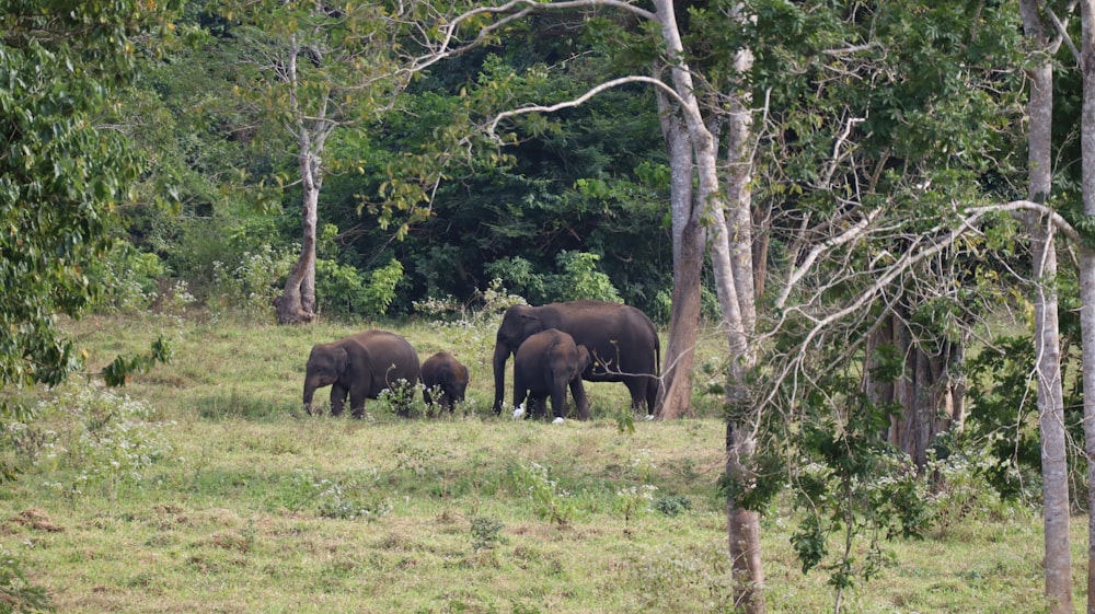 a herd of elephants walking through a lush green forest