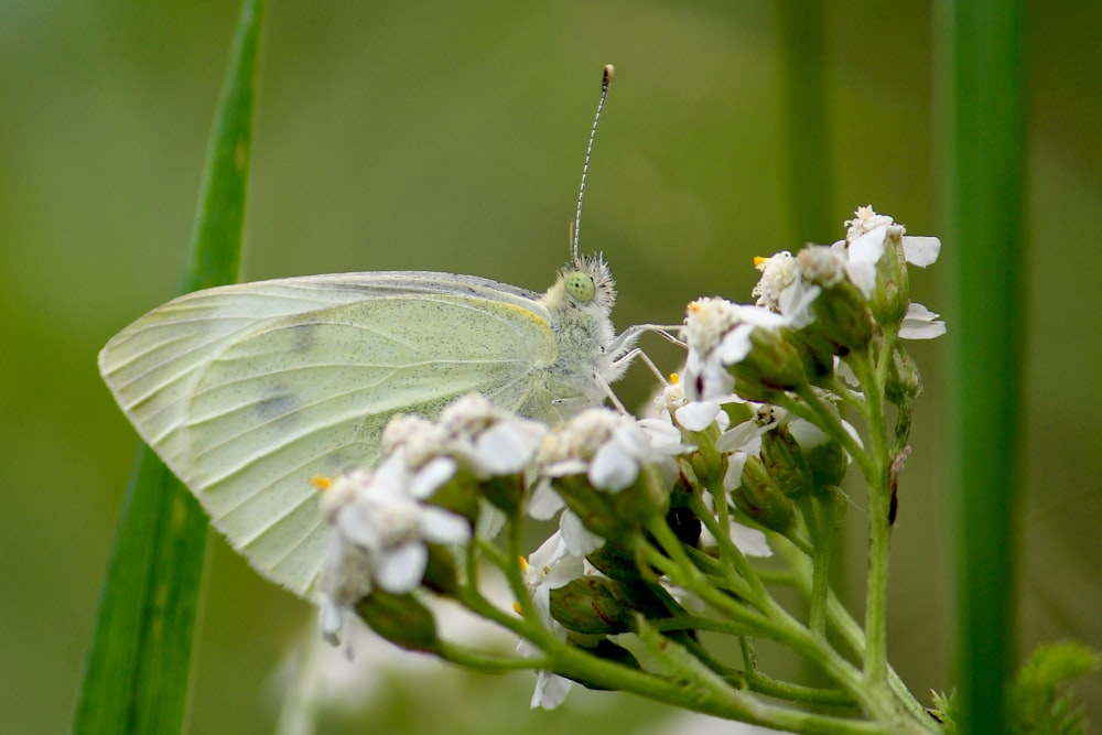 a white butterfly sitting on a white flower