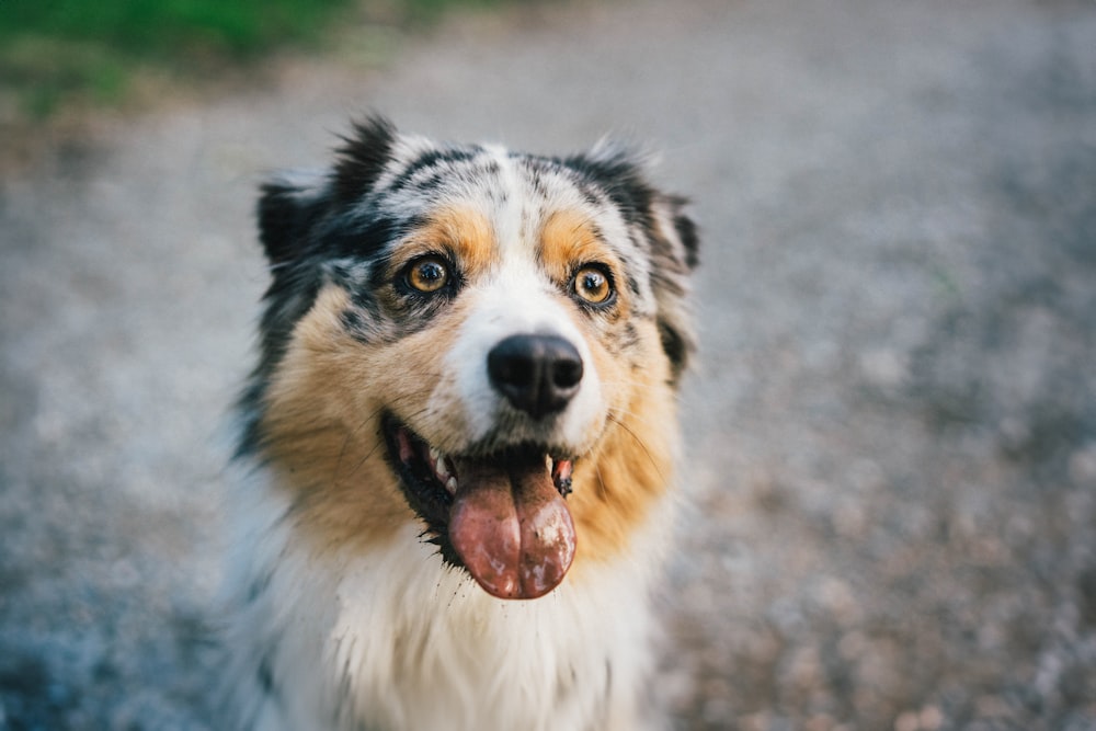 a close up of a dog with its tongue hanging out