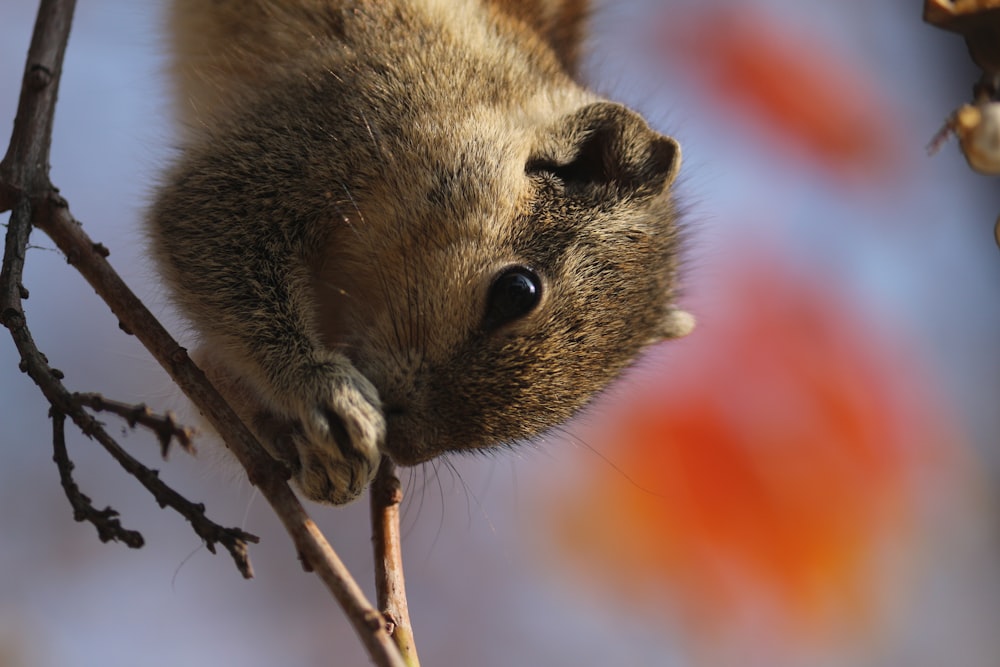 a small squirrel is sitting on a branch