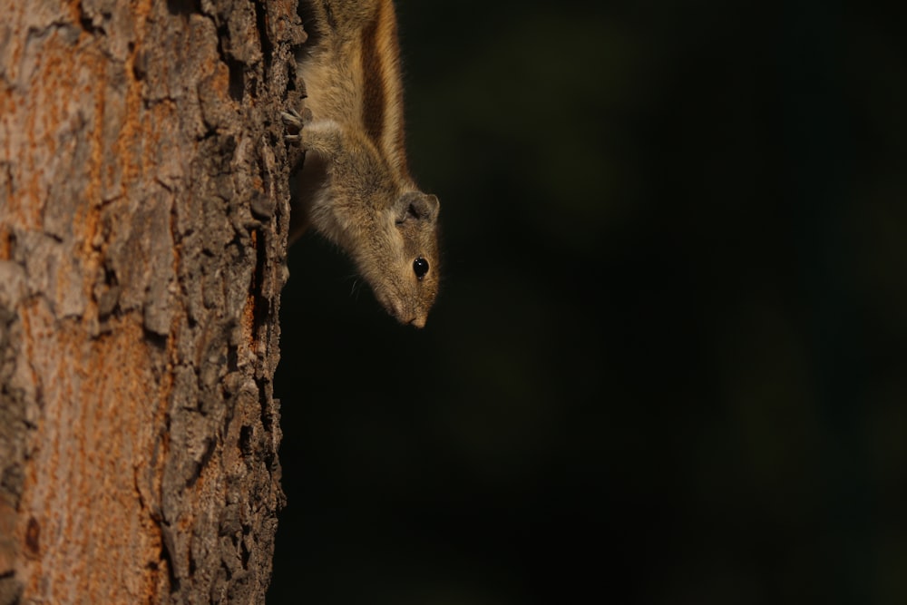 a squirrel climbing up the side of a tree