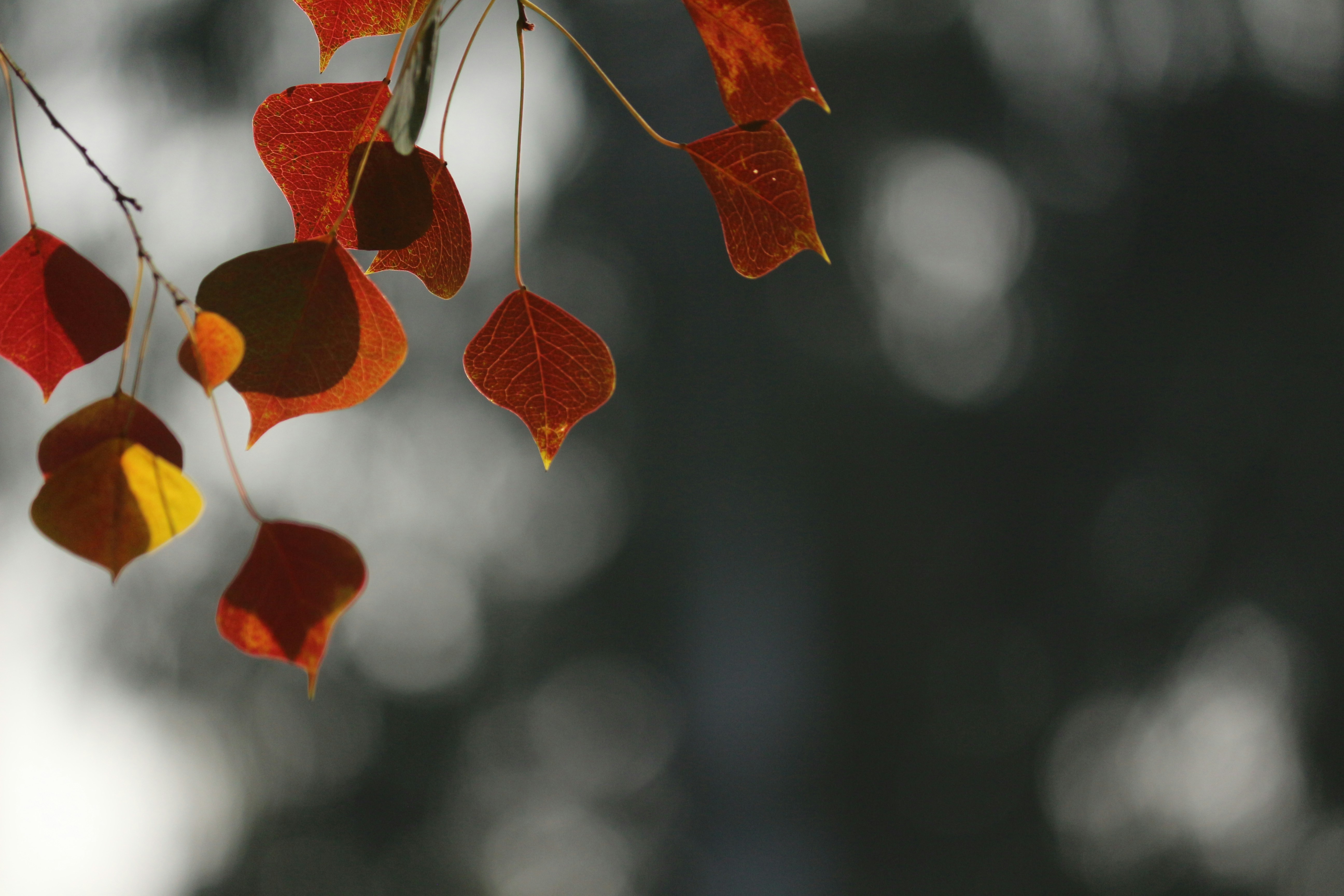 Photo by saiteja_varma