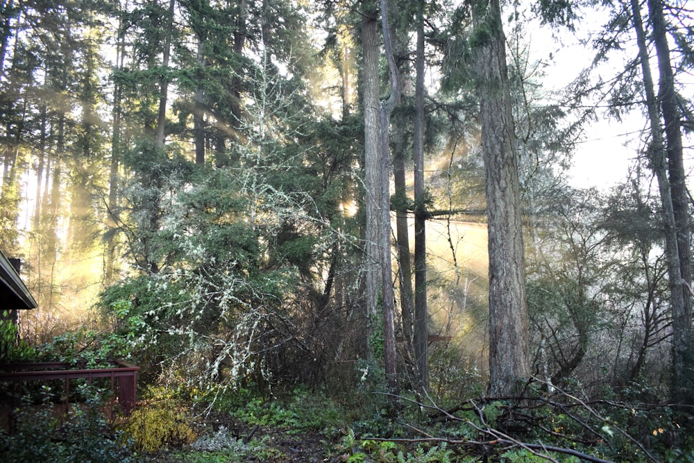 a forest filled with lots of tall trees