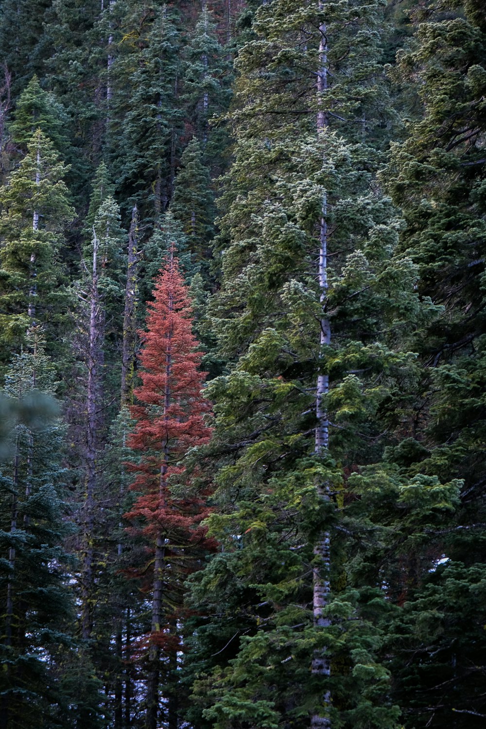 uma floresta cheia de árvores altas