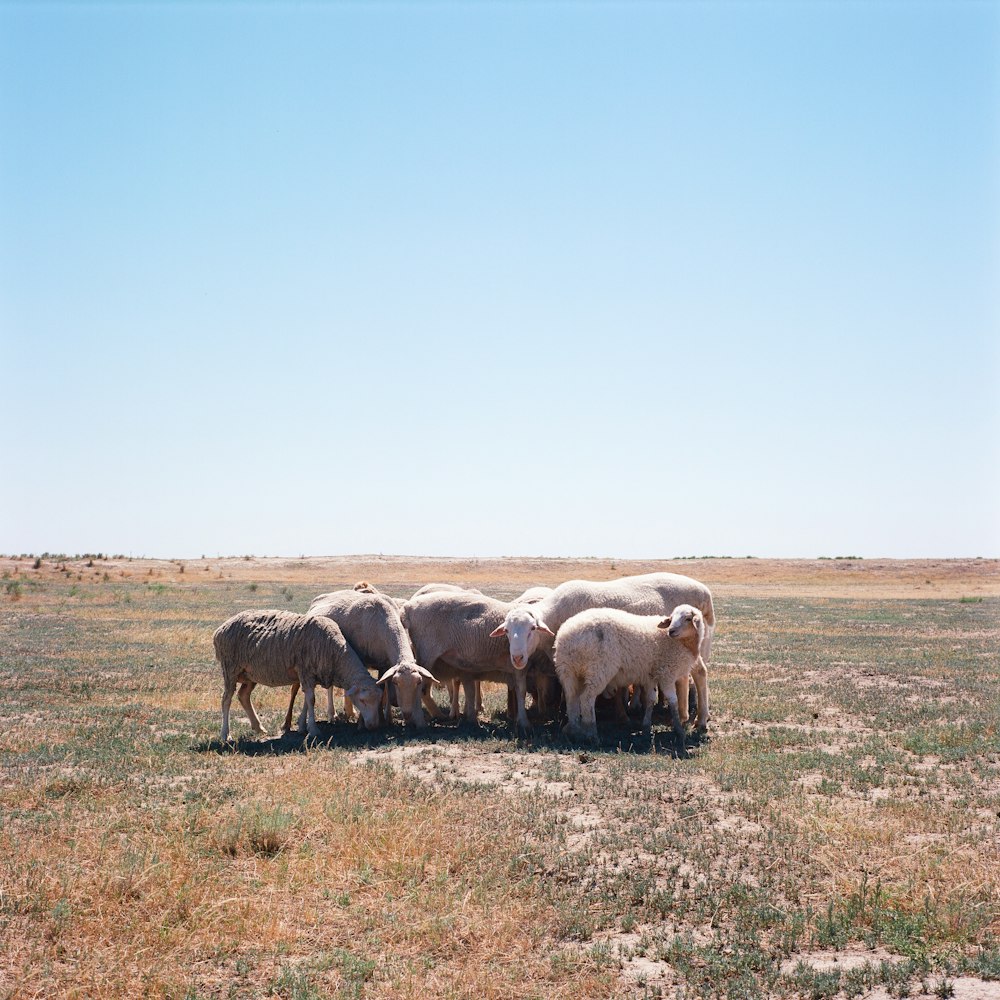 a herd of sheep standing on top of a dry grass field