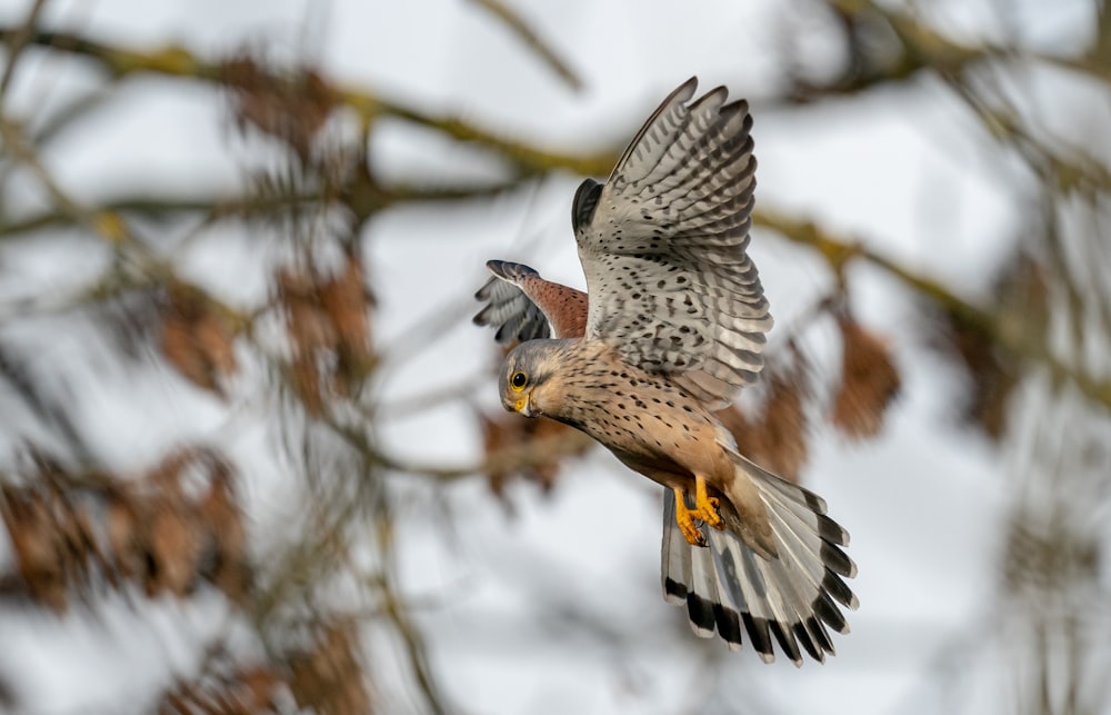 a bird that is flying in the air