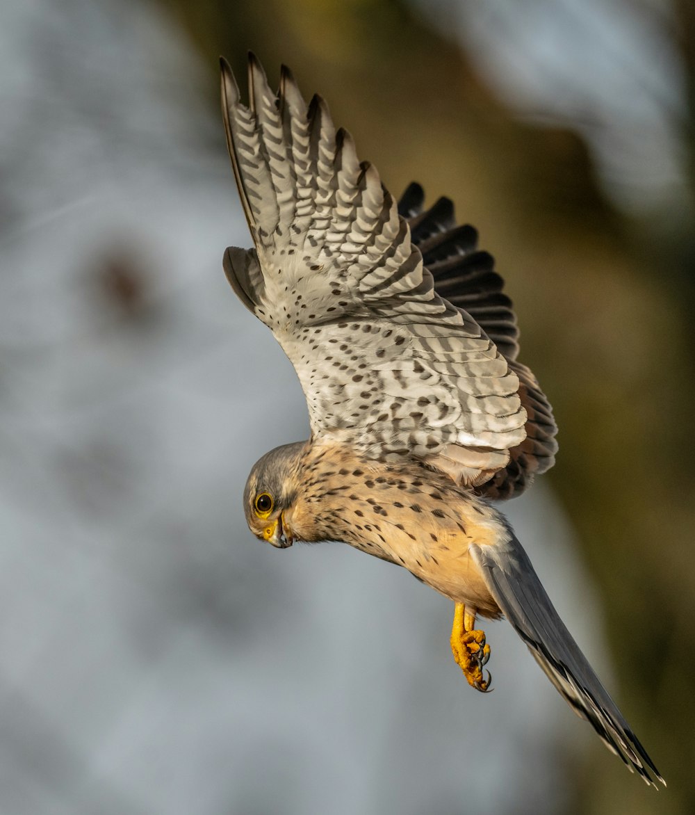 a bird of prey flying in the air