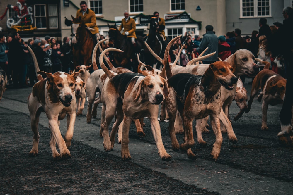 a group of dogs running down a street