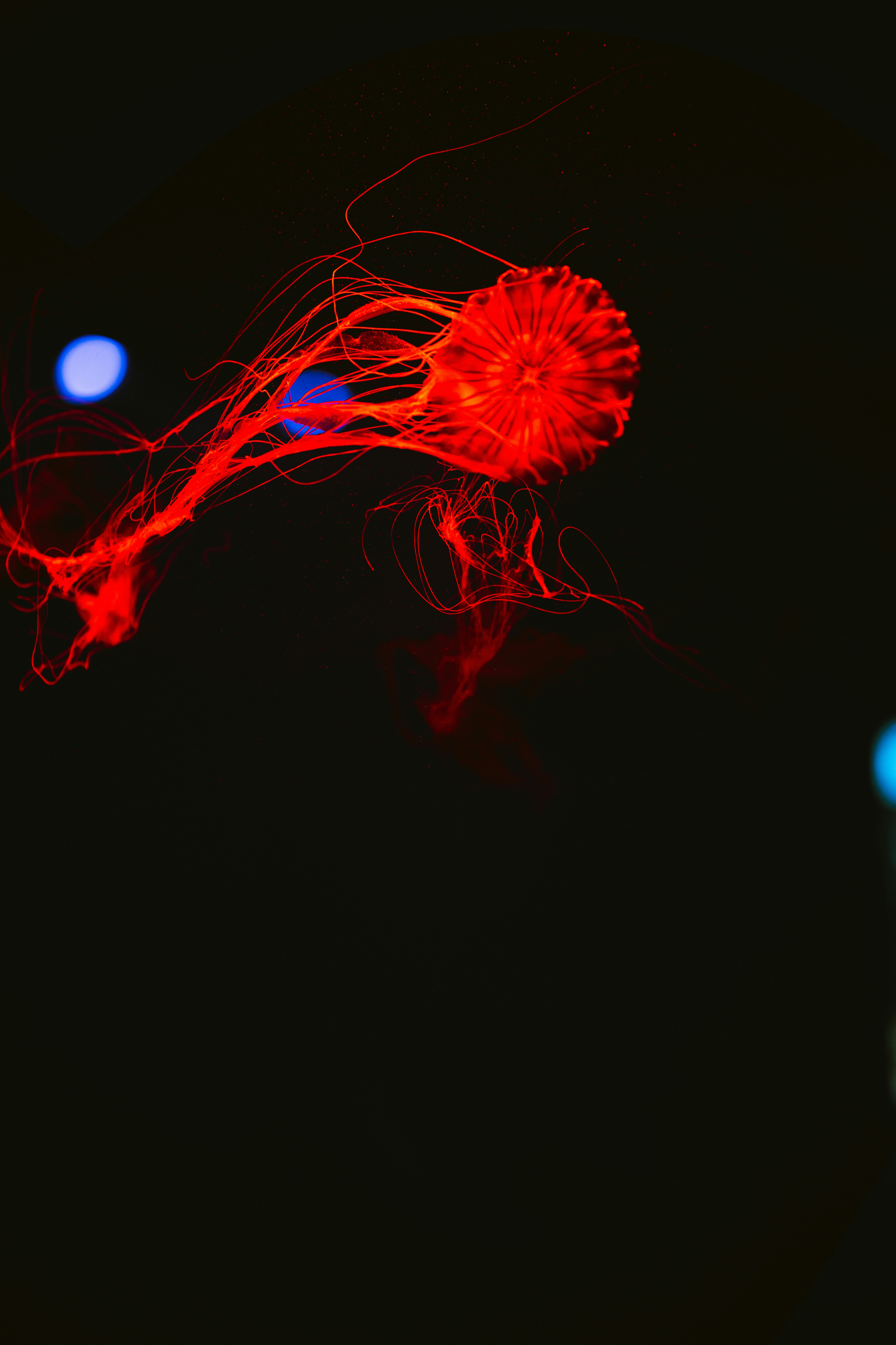 a blurry photo of a jellyfish in the dark