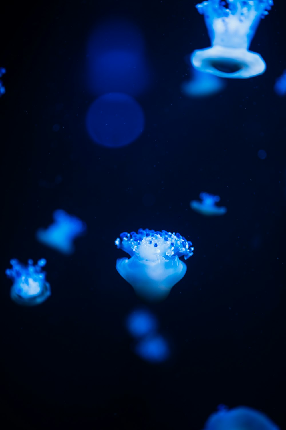 a group of jellyfish floating in the water