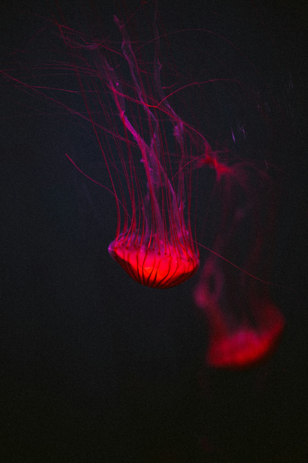 a red jelly floating in the dark water