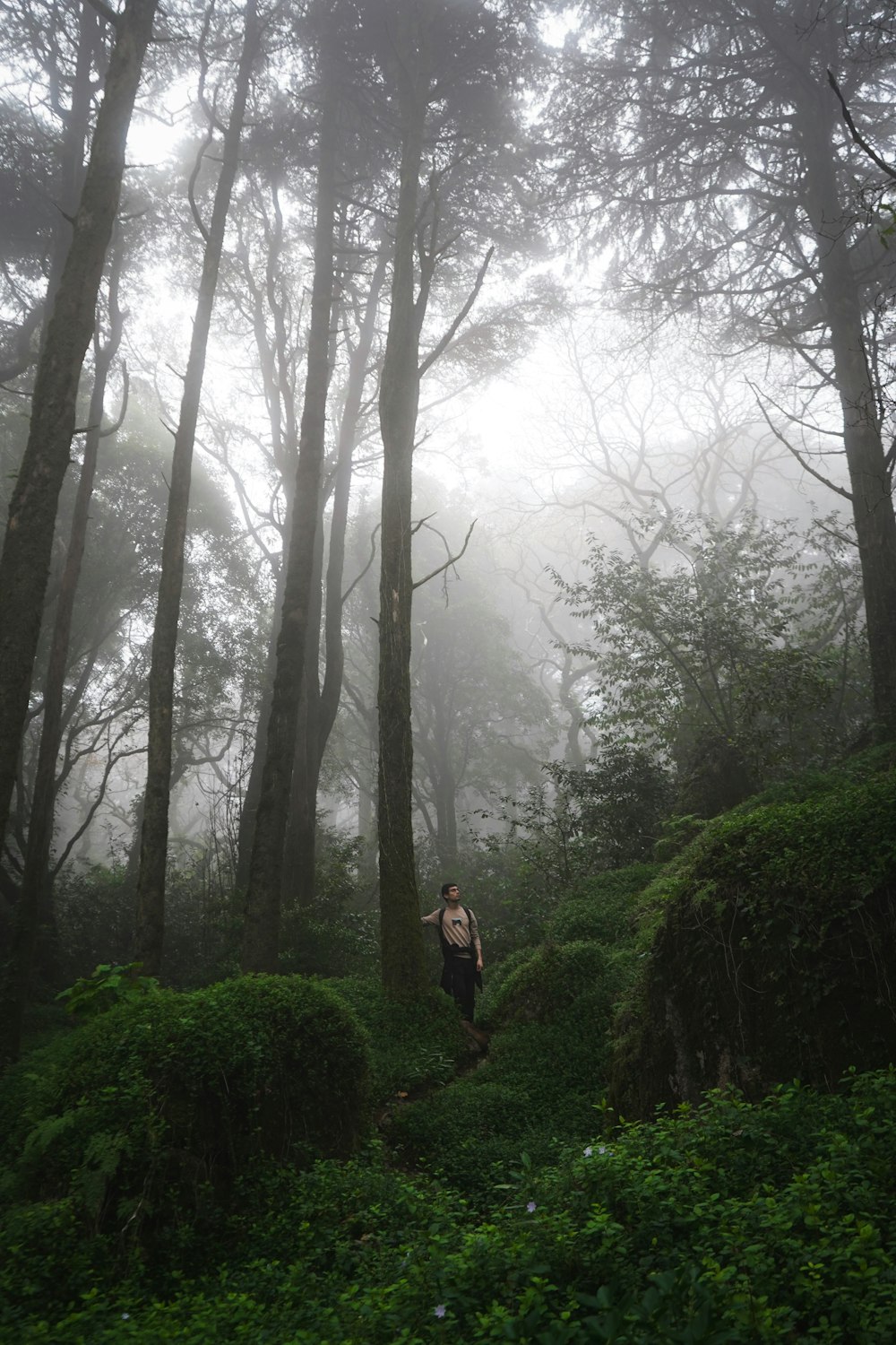 a person walking through a forest on a foggy day